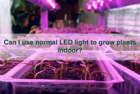 Can I Use Normal Led Light To Grow Plants Indoor Regular LED Lights Vs