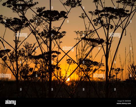 Sunrise through Cow Parsley (Anthriscus sylvestris) at Saltholme RSPB ...