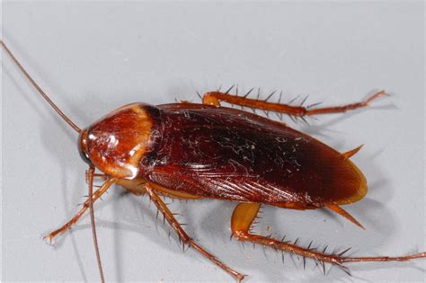 How to Prevent Cockroach Infestation? - Verminator