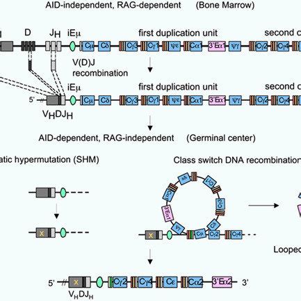 Rag And Aid In B Cell Differentiation V D J Recombination Times B Cell