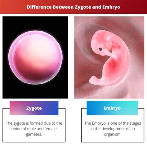 Zygote vs Embryo: Difference and Comparison