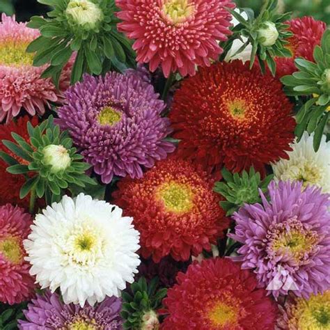 Buy Aster Seeds Online Australian Seed Store Australian Seed