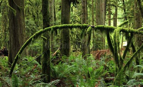 Rainforest in Olympic National Park Stock Photo - Image of fern, tree ...