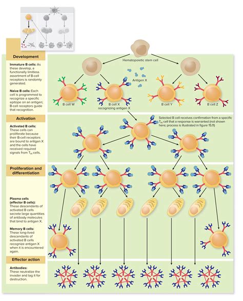 Clonal Selection And Expansion During Antibody Response Biochemistry