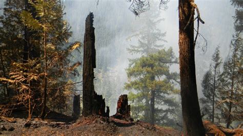 From Burnt Soil To Fishing Licenses The Effects Of Holiday Farm Fire