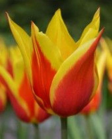 Tulip Synaeda King Bulbousplants Bulbous Plants Perennials Tulip Bulbs For Sale Bulbous