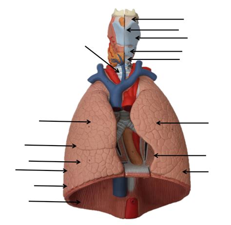 Respiratory Lower Tract Diagram Quizlet