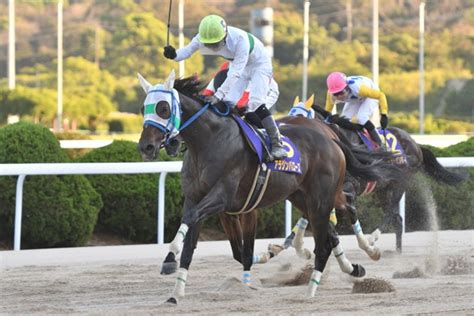 注目馬情報｜マイルチャンピオンシップ南部杯 2024年｜ダートグレード競走特設サイト