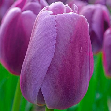 Van Bourgondien Purple Pride Darwin Hybrid Tulip Bulbs 25 Pack 63655 The Home Depot