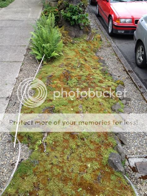 Sidewalk Moss Garden Crafted On Huge Trailing Root System Nw Marshall