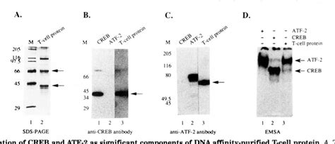 Figure From Transactivation By The Human T Cell Leukemia Virus Tax