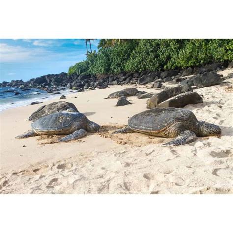 A Complete Guide to Visiting Laniakea Beach on Oahu