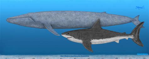 Megalodon Shark Size Compared To Blue Whale My Projects