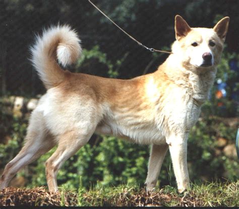 canaan dog  pet paw