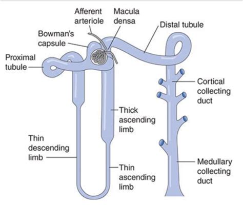 GU FUNDAMENTALS OF NEPHROLOGY AND GENITOURINARY DISEASE Flashcards