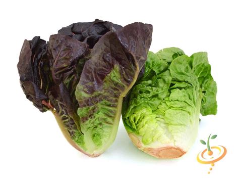 Lettuce - Romaine, Red