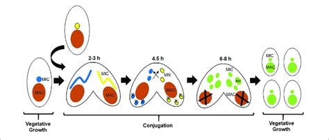 | Life cycle of Tetrahymena thermophila (Tt). Parental macronuclei are ...