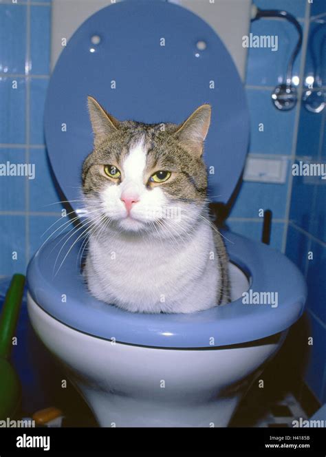 Bath Cat Toilet Sit Pee Use Wc Humor Sitzpinkler Bathroom