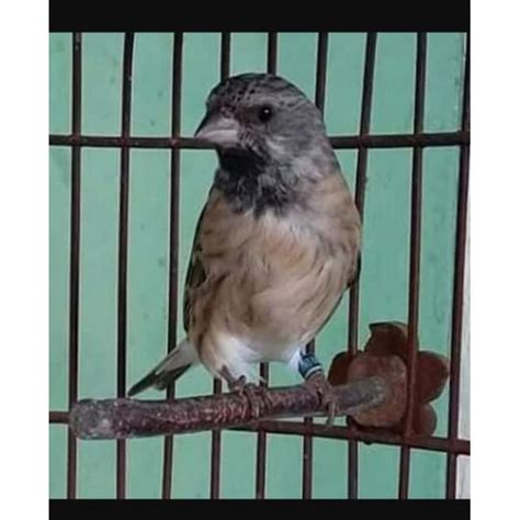 Jual Burung Blackthroat Jantan Riwikan Jamin Jantan 1000 Shopee