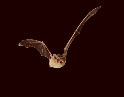 Brazilian Free-Tailed Bat is Fastest Flying Animal, New Study Says ...