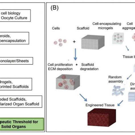 3d Bioprinting With Decm Bioinks Of Different Tissue Constructs A