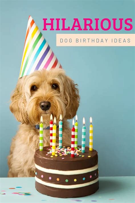 28 Creative Ideas for Throwing a Dog Birthday Party • A Subtle Revelry