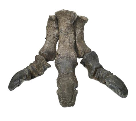 Iguanodon Dinosaur Fossil Foot Bones Photograph By Science Photo