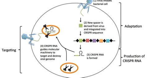 CRISPRCas9 Technology Working Principle Application And Recent