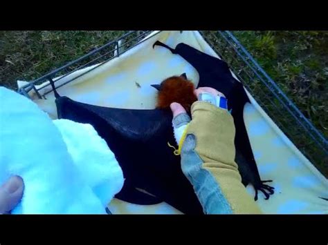 Rescuing A Flying Fox Hanging Off An Awning This Is Texi Youtube