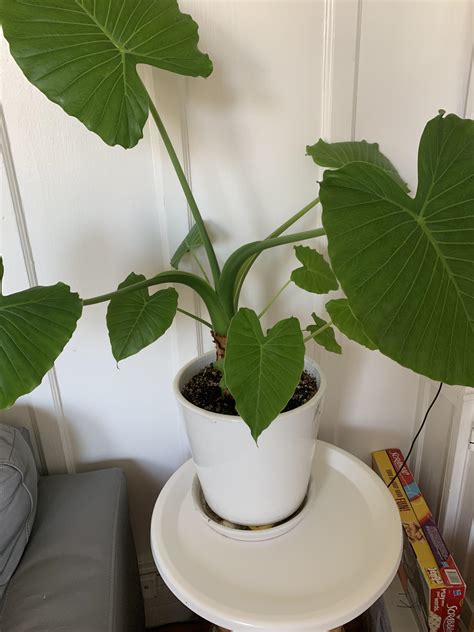 How can a swamp plant have root rot? : r/houseplants