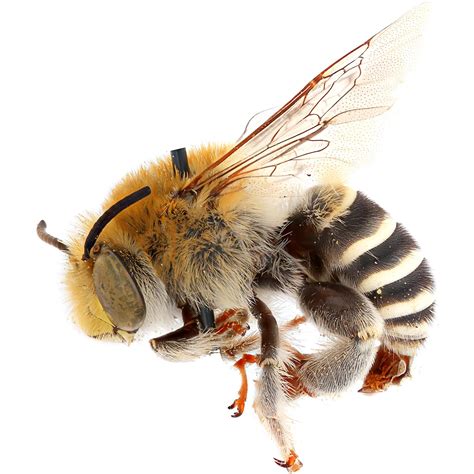 The First Bees Evolved on an Ancient Supercontinent More Than 120