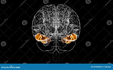 Brain Inferior Temporal Gyrus Anatomy For Medical Concept D Stock