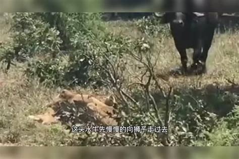 狮子捕猎水牛，谁料竟把水牛惹火了，一角将狮子顶飞！水牛狮子一角