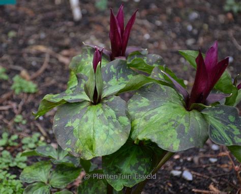 Trifolium Ochroleucon Plantentuin Esveld