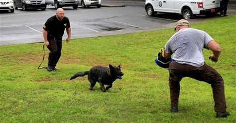 Ashe County Sheriffs Office K9s William And Rhino To Get Donation Of