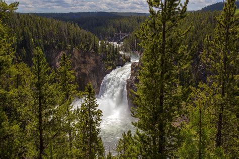 Green Leafed Trees River Waterfall Forest Pine Trees Hd Wallpaper Wallpaper Flare