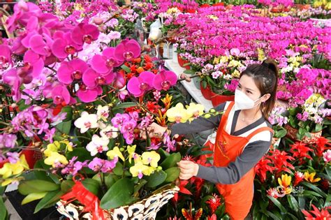 闻香→识花→下单！实拍枯桃花卉市场 寻年味④ 青报网 青岛日报官网