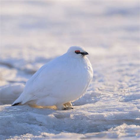 Svalbard in the Winter - Life in Norway