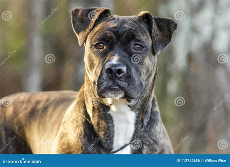 79 Brindle Pitbull Boxer Pitbull Mix Puppy Pictures L2sanpiero