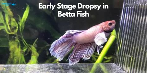 Understanding Betta Fish Dropsy: Symptoms & Treatment (2024)