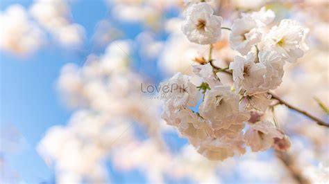 Japanese Cherry Blossom Tree Photograph Picture And HD Photos | Free Download On Lovepik