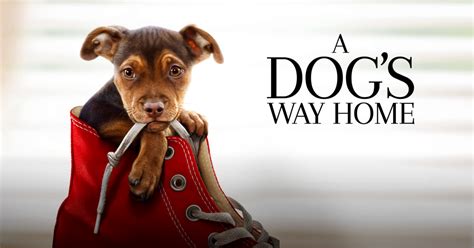 A Dog's Way Home Movie | Official Website | Sony Pictures