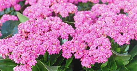 Kalanchoe Care Tips How To Grow Kalanchoe Plants