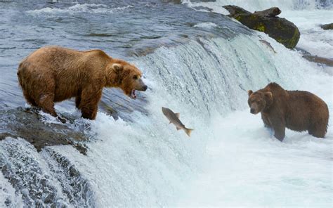 Actualizar 74 images cuál es el hábitat del oso pardo Viaterra mx