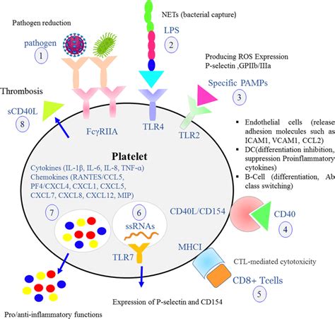 Platelet Immune Receptors And Functions Schematic Representation Of