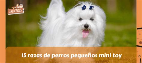 ᐉ 15 razas de perros pequeños mini toy DESCÚBRELOS