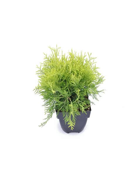 Thuja Occidentalis Golden Globe Diametro Vaso Cm