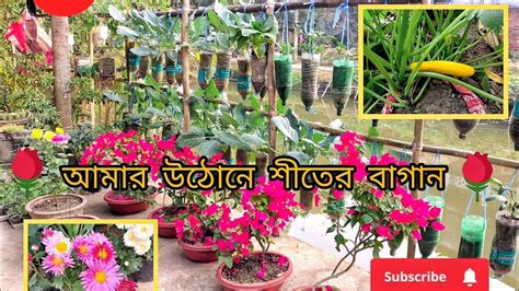 🌻🌸আমার উঠোনে শীতের বাগান Winter Garden In My Yard 🪴🌲🌱 Youtube