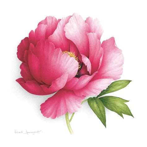 PIVOINE ARBUSTIVE.TREE PEONY. Vincent Jeannerot | Flower drawing, Watercolor peonies, Watercolor ...