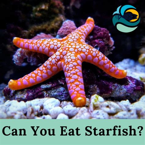 Can You Eat Starfish? |What Does Starfish Taste Like?| Best Guide